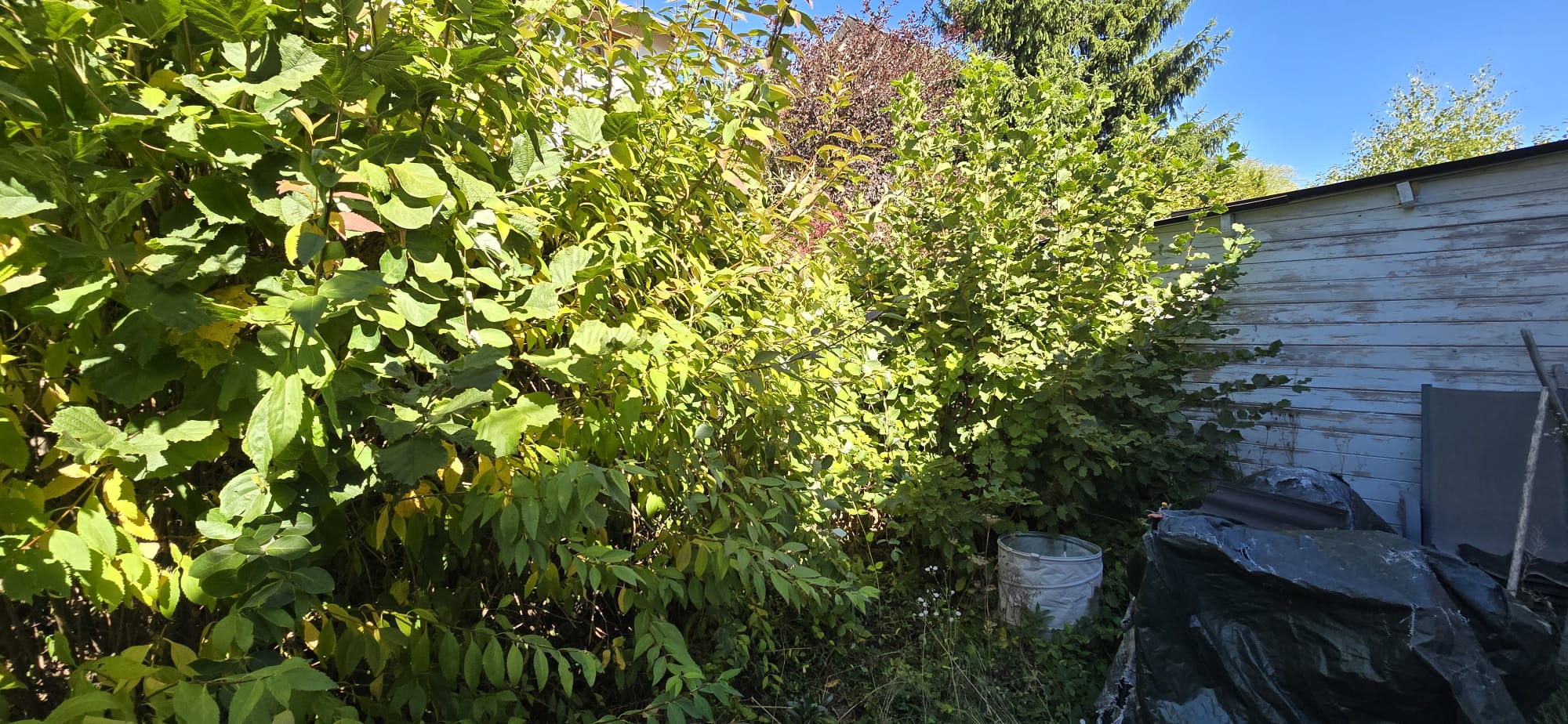 Garden photo 34